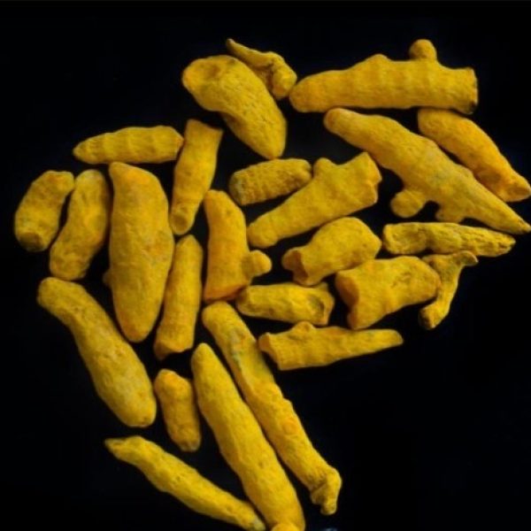 корень кукумы